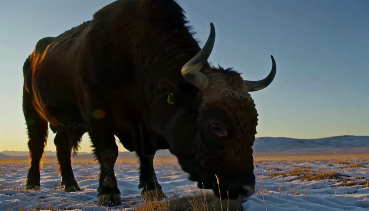American bison