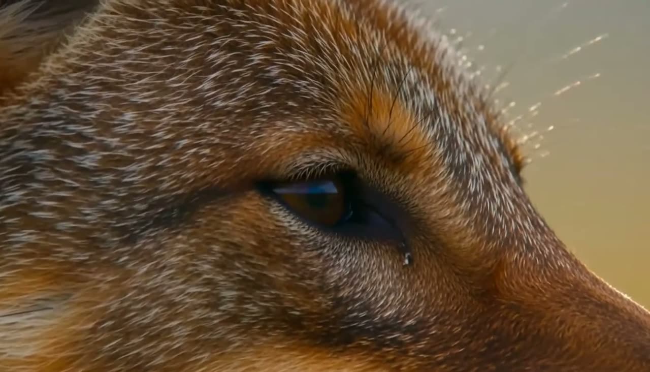 Ethiopian wolf