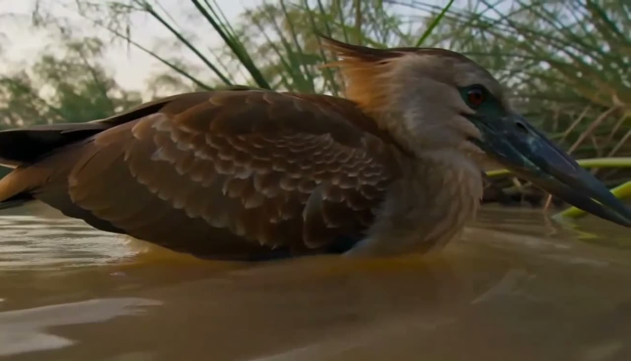 Hamerkop