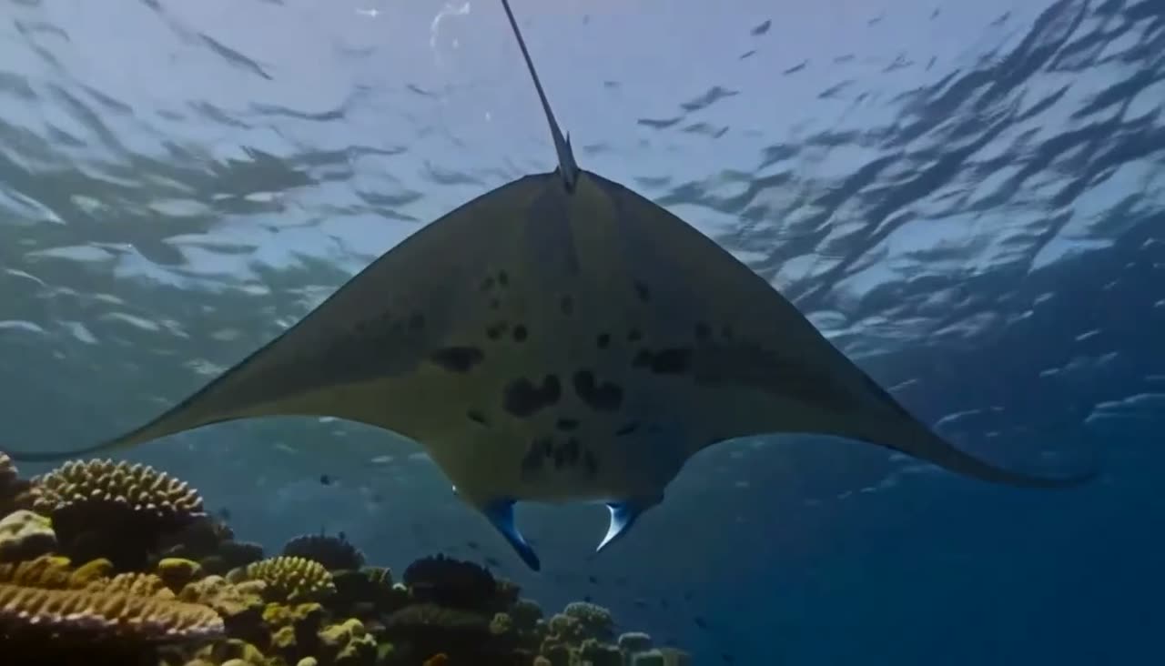 Manta ray
