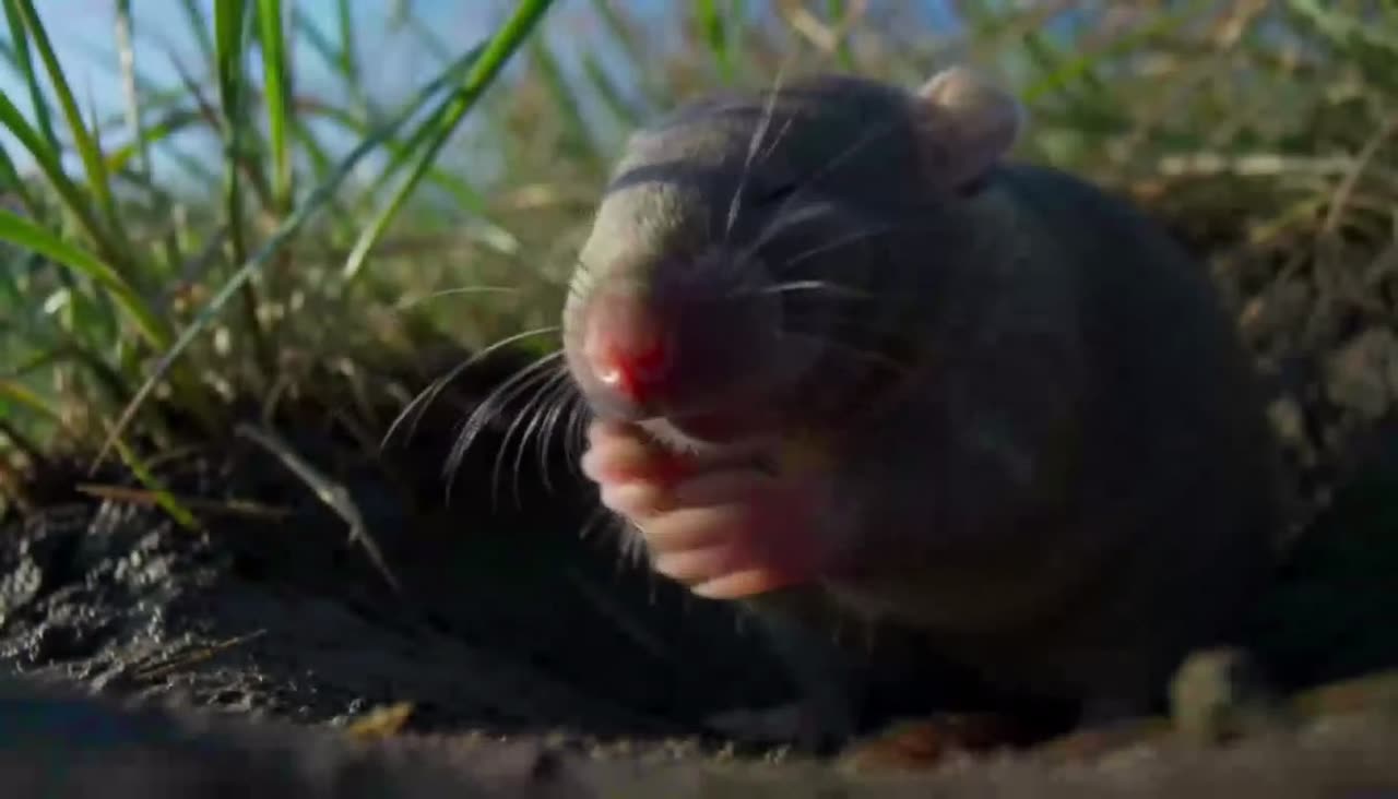 Star-nosed mole