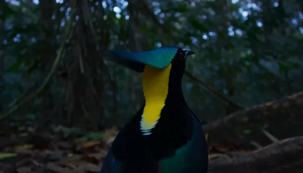 Wilson's bird-of-paradise